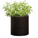 Горщик для квітів Keter 7 л. Cylinder Planter Small, коричневий