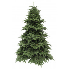 Ялина 2,30 м Abies Nordmann de Luxe зелена